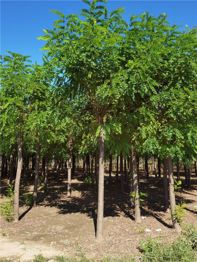 河北保定香花槐15-16-17-18公分香花槐工程苗
