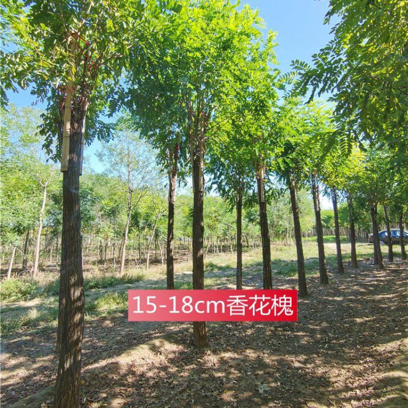 河北保定香花槐15-16-17-18公分香花槐工程苗