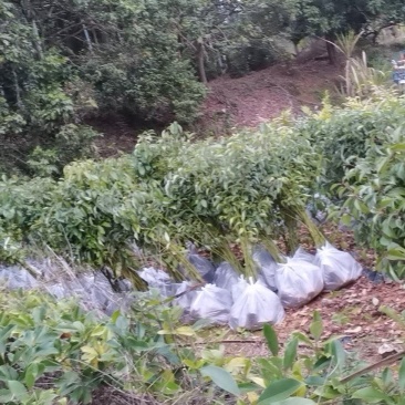 香樟广东苗圃直发提供技术指导包成活售后无忧