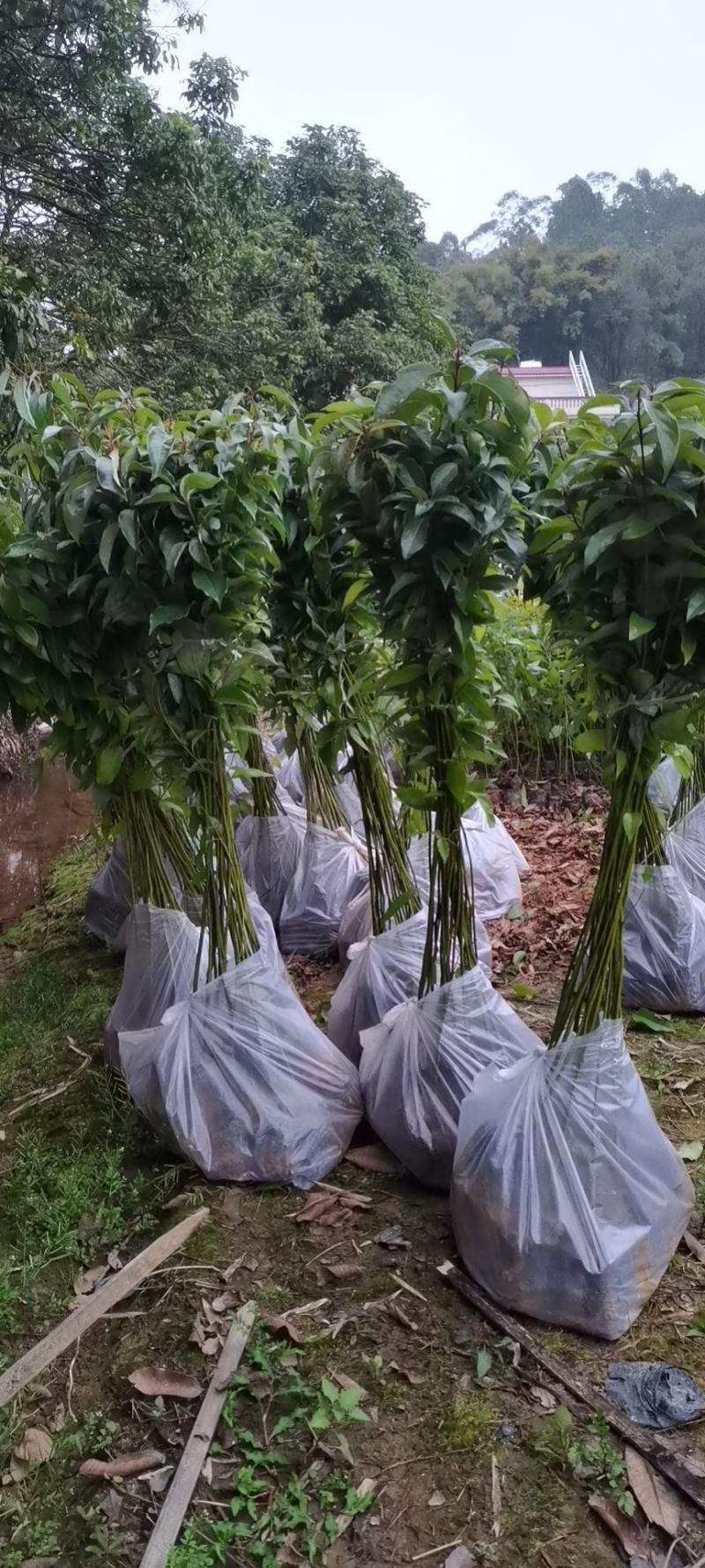 香樟广东苗圃直发提供技术指导包成活售后无忧