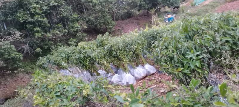 香樟广东苗圃直发提供技术指导包成活售后无忧
