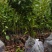 香樟广东苗圃直发提供技术指导包成活售后无忧