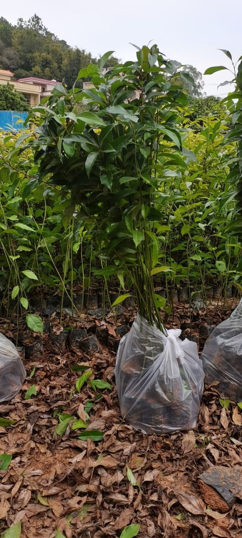 香樟广东苗圃直发提供技术指导包成活售后无忧