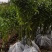 香樟广东苗圃直发提供技术指导包成活售后无忧