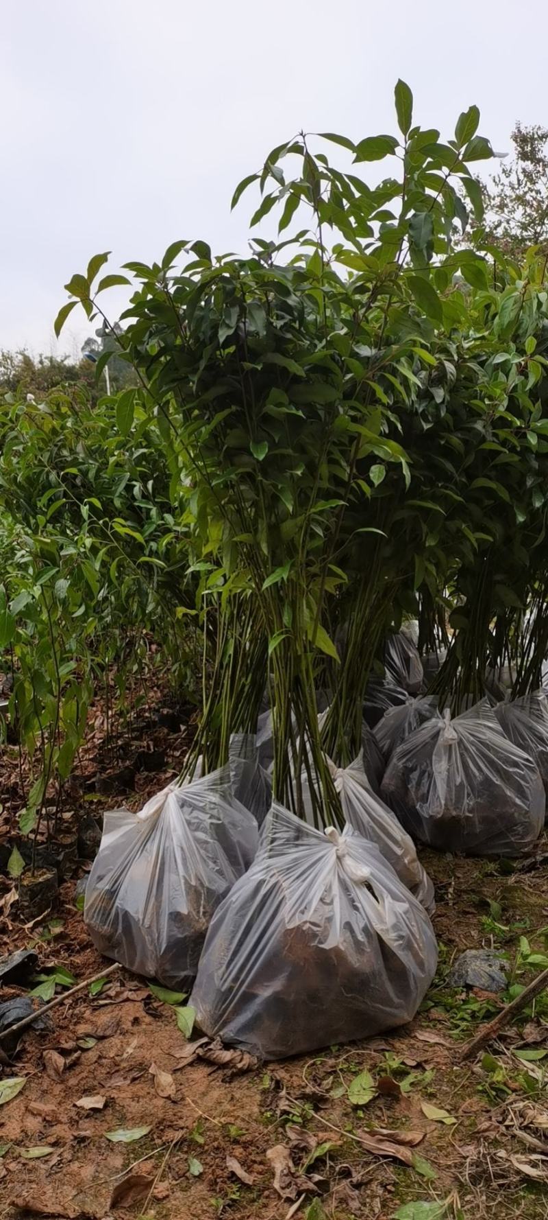 香樟广东苗圃直发提供技术指导包成活售后无忧