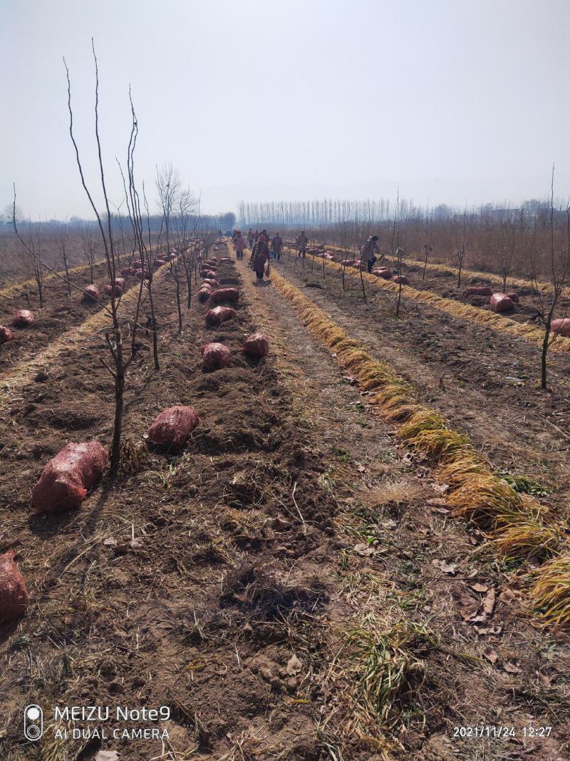 黄花菜苗河南灵宝优质种苗基地高产量品种优良