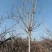 12-13-14-15公分臭椿树风景树基地联体经营