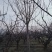 12-13-14-15公分臭椿树风景树基地联体经营