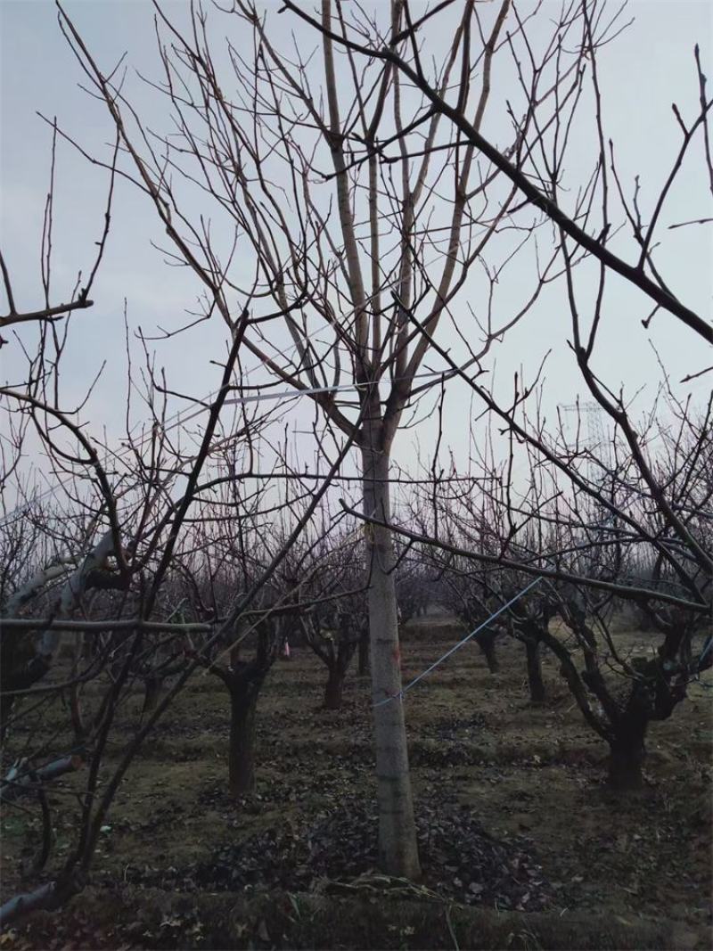 12-13-14-15公分臭椿树风景树基地联体经营