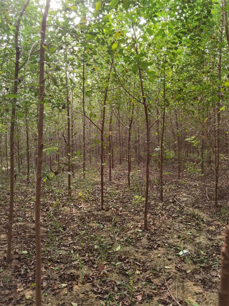 保定榆树2-3-4-5公分榆树/白榆树苗基地质量好