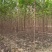 保定榆树2-3-4-5公分榆树/白榆树苗基地质量好