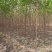 保定榆树2-3-4-5公分榆树/白榆树苗基地质量好