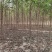 保定榆树2-3-4-5公分榆树/白榆树苗基地质量好