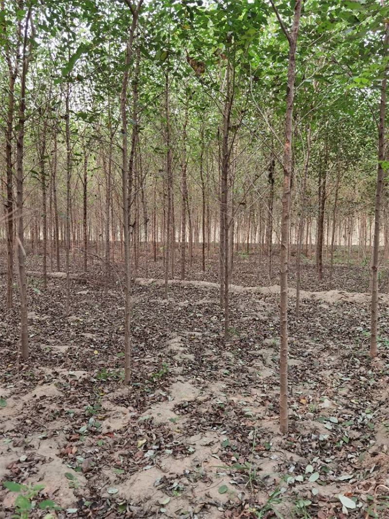 保定榆树2-3-4-5公分榆树/白榆树苗基地质量好