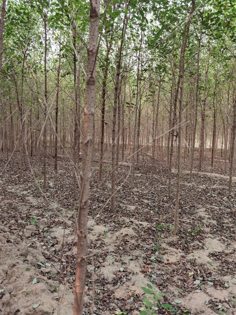 保定榆树2-3-4-5公分榆树/白榆树苗基地质量好