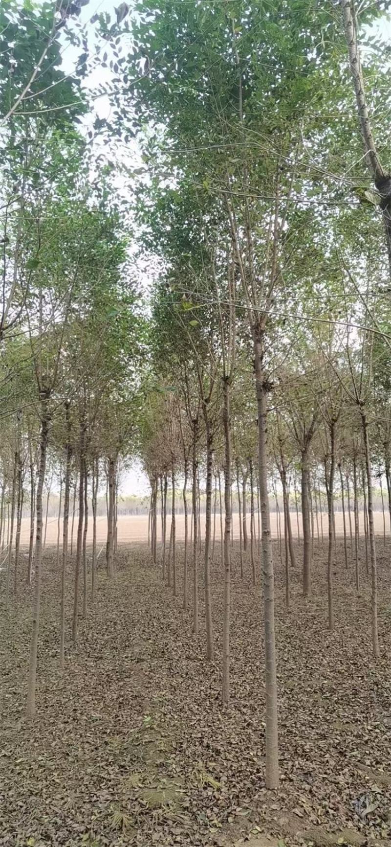 保定榆树2-3-4-5公分榆树/白榆树苗基地质量好
