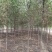 保定榆树2-3-4-5公分榆树/白榆树苗基地质量好