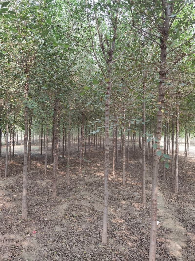 保定榆树2-3-4-5公分榆树/白榆树苗基地质量好