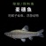 江西抚州水产养殖基地直销麦穗鱼，现捕现捞，品质保证