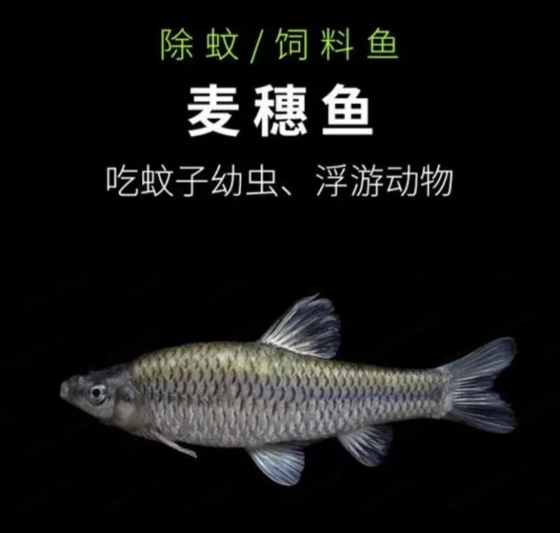 江西抚州水产养殖基地直销麦穗鱼，现捕现捞，品质保证