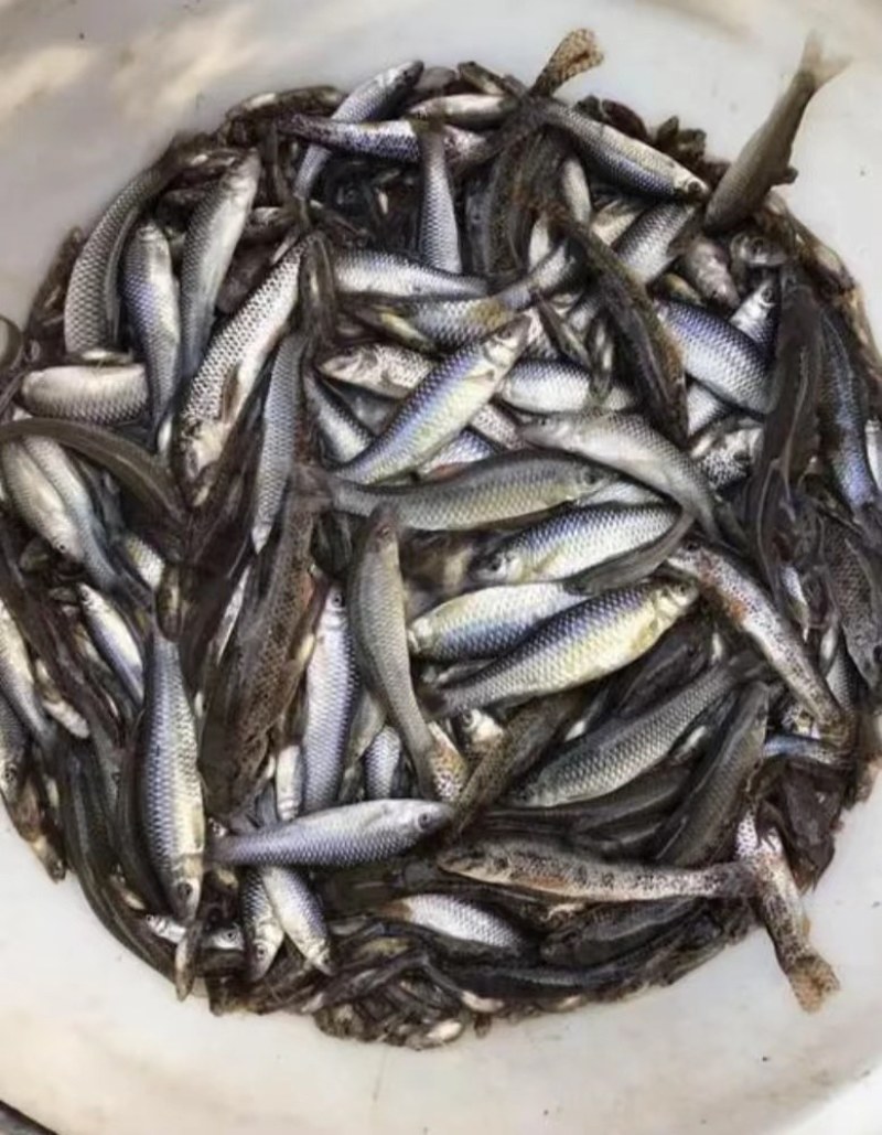 江西抚州水产养殖基地直销麦穗鱼，现捕现捞，品质保证