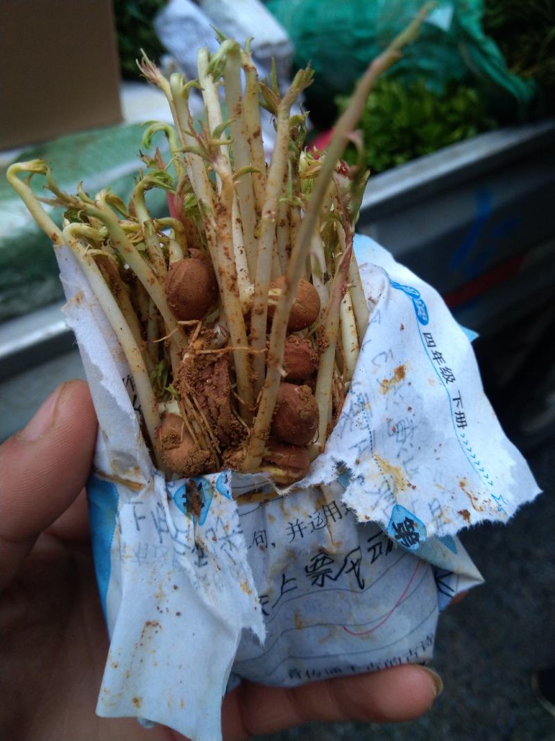 毛桃苗，毛桃小苗，毛桃实生苗，嫁接用毛桃苗。