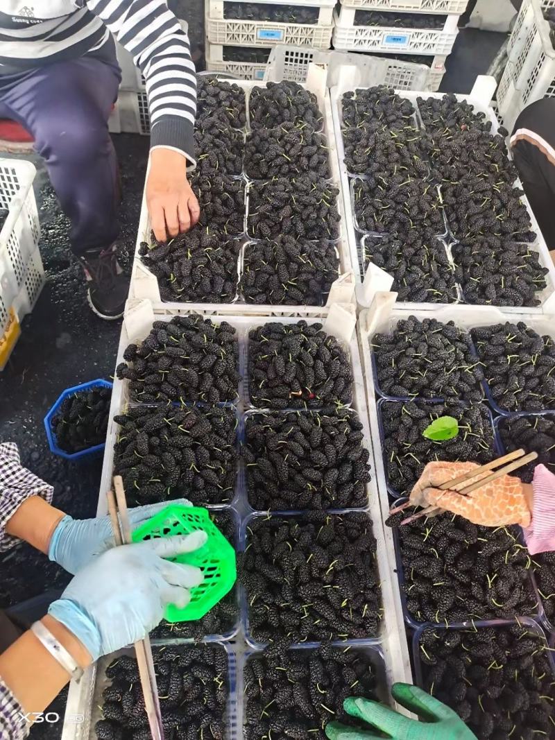 大凉山黑桑葚产地直供，整车供应，电商社区团购一件代发