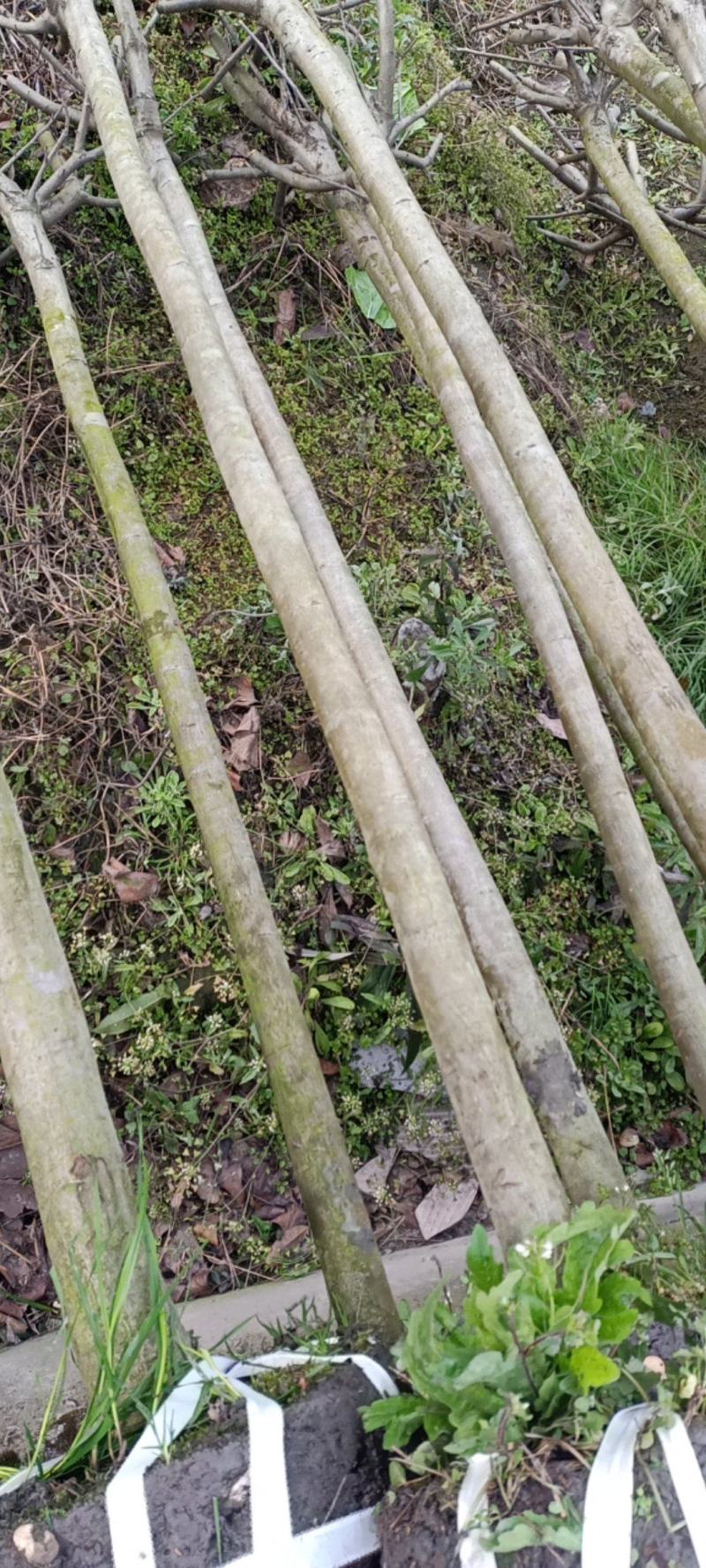 西湖海棠自家种植郫都西湖海棠条形好，执2000苗