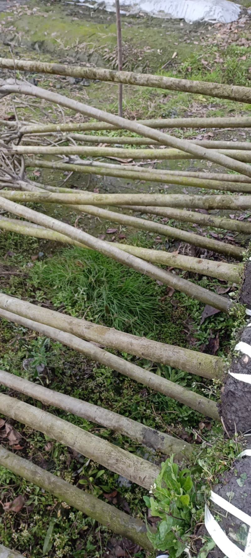 西湖海棠自家种植郫都西湖海棠条形好，执2000苗