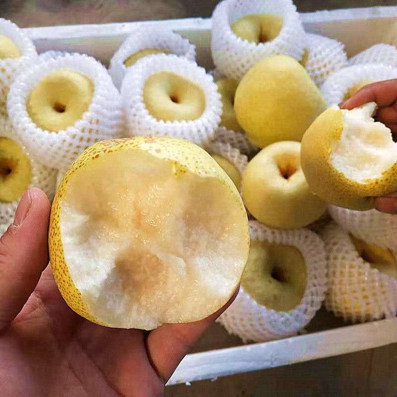 【精品】砀山酥梨，各种规格，精品货源，产地直供诚信做生意