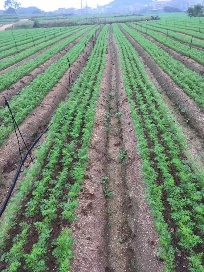 德易播气吸式蔬菜播种机白萝卜播种机胡萝卜播种机