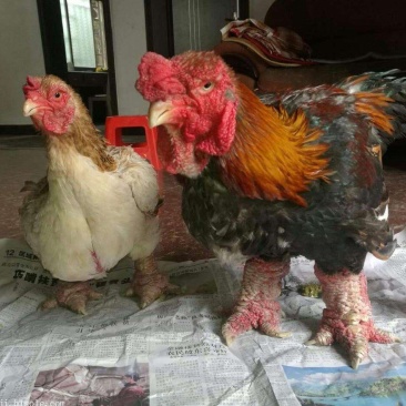 东涛鸡苗出壳苗包邮苗优质品种保证质量