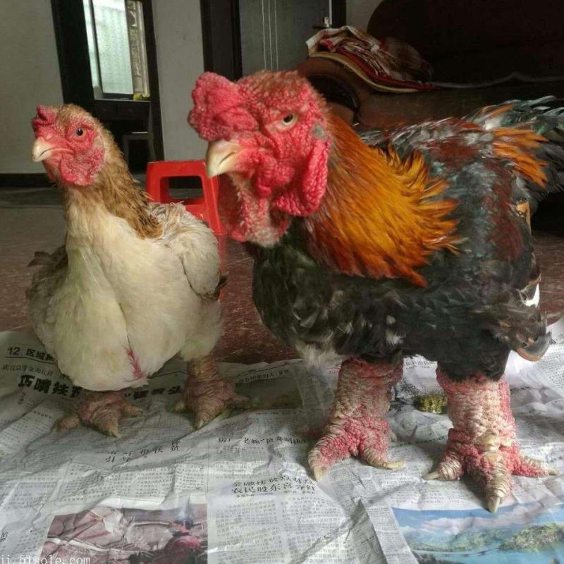 东涛鸡苗出壳苗包邮苗优质品种保证质量