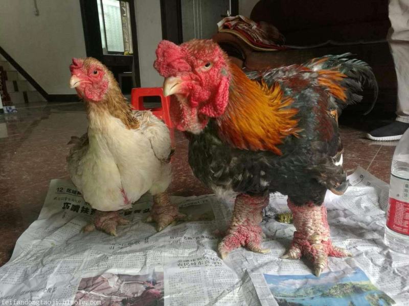 东涛鸡苗出壳苗包邮苗优质品种保证质量