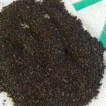 法国普罗旺斯薰衣草种子狭叶薰衣草春播四季种阳台庭院