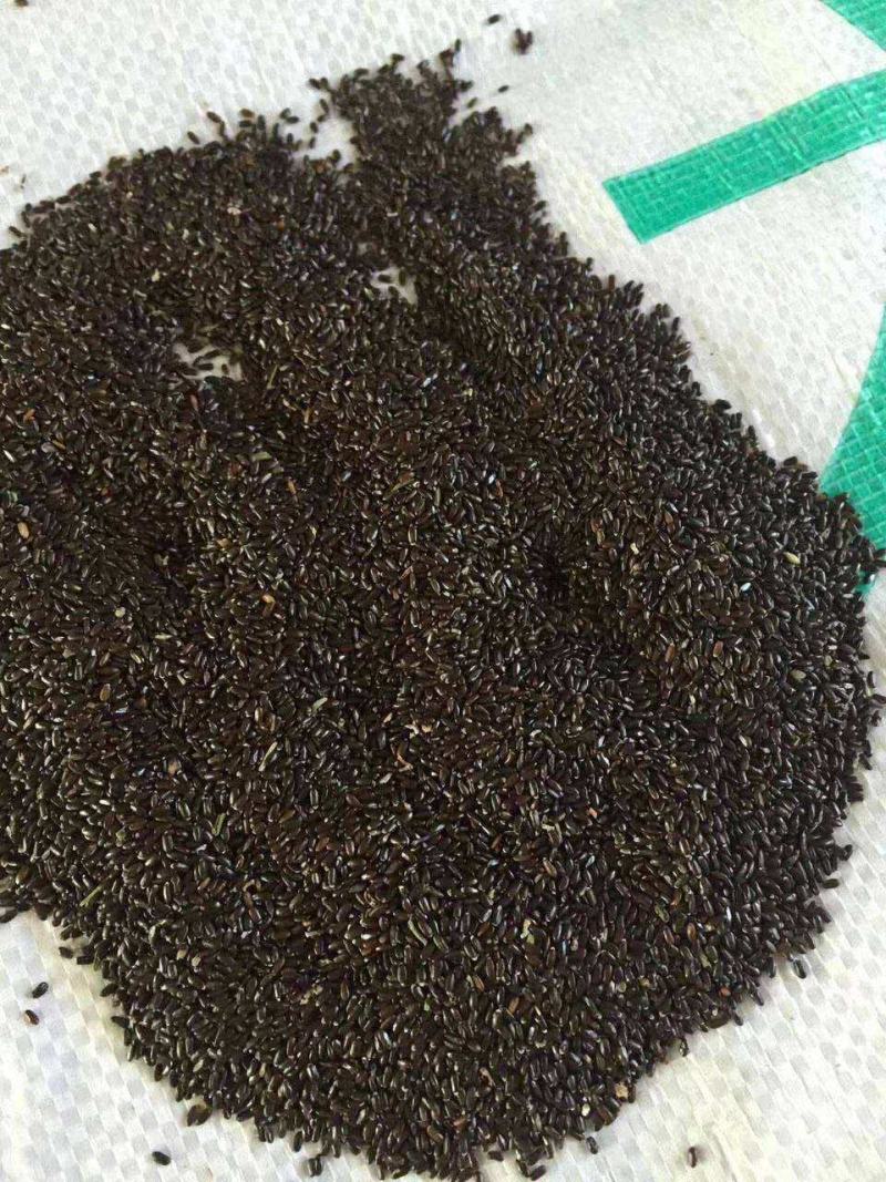 法国普罗旺斯薰衣草种子狭叶薰衣草春播四季种阳台庭院