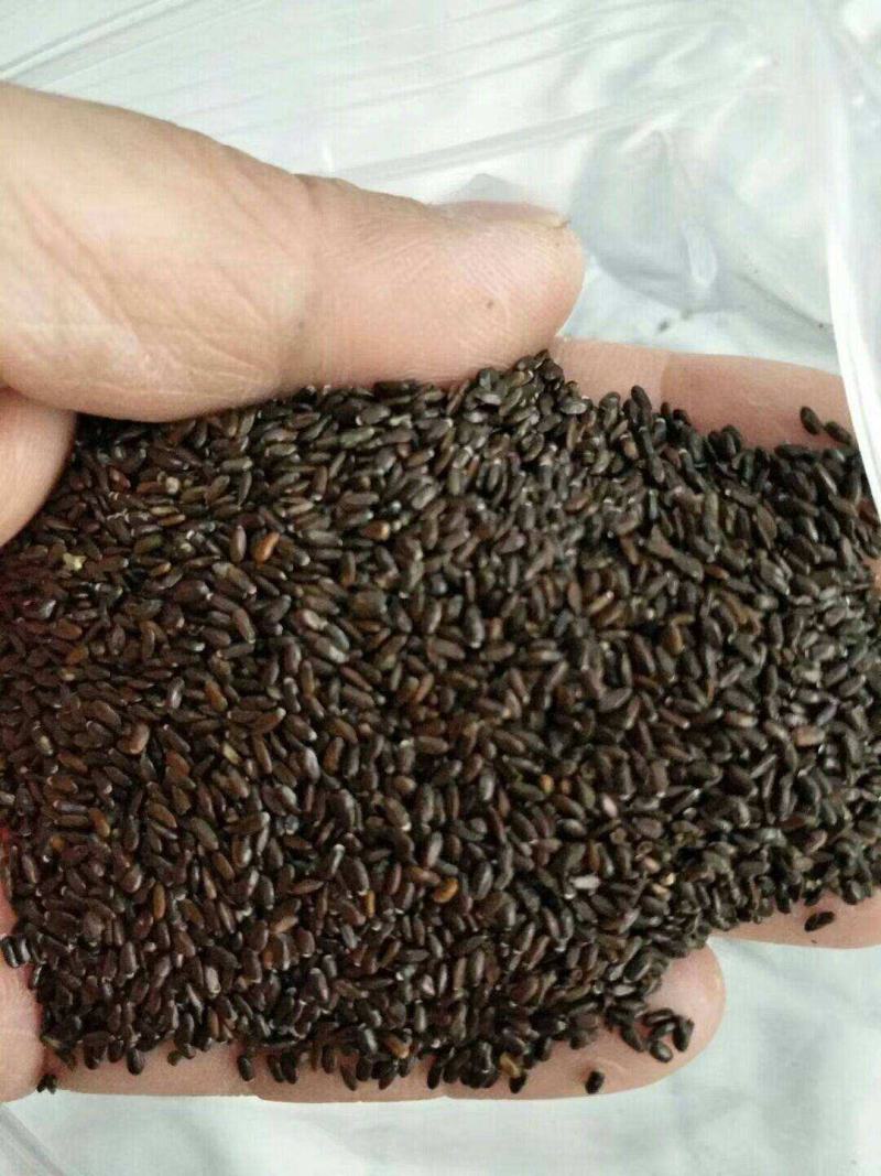 法国普罗旺斯薰衣草种子狭叶薰衣草春播四季种阳台庭院