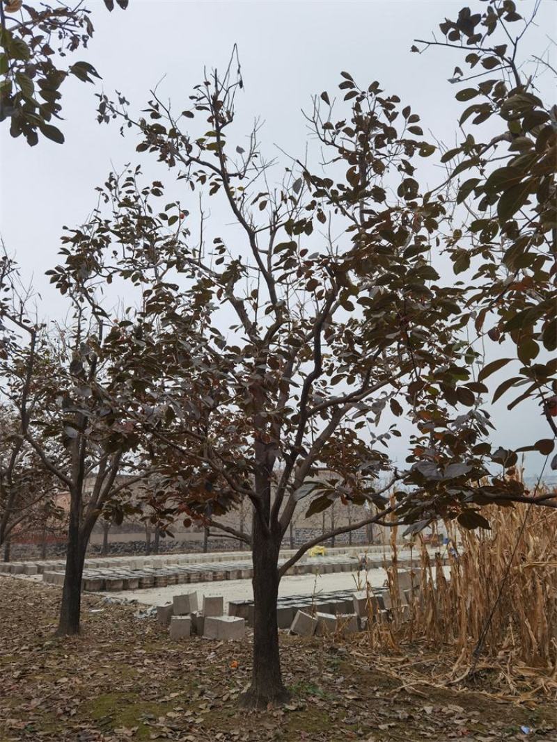 河北柿子树18-20-22公分柿子树小区绿化
