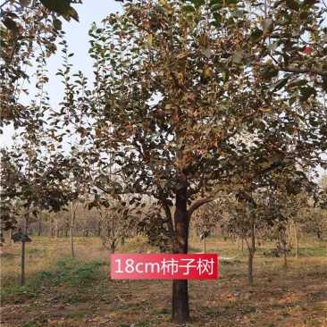 河北柿子树18-20-22公分柿子树小区绿化