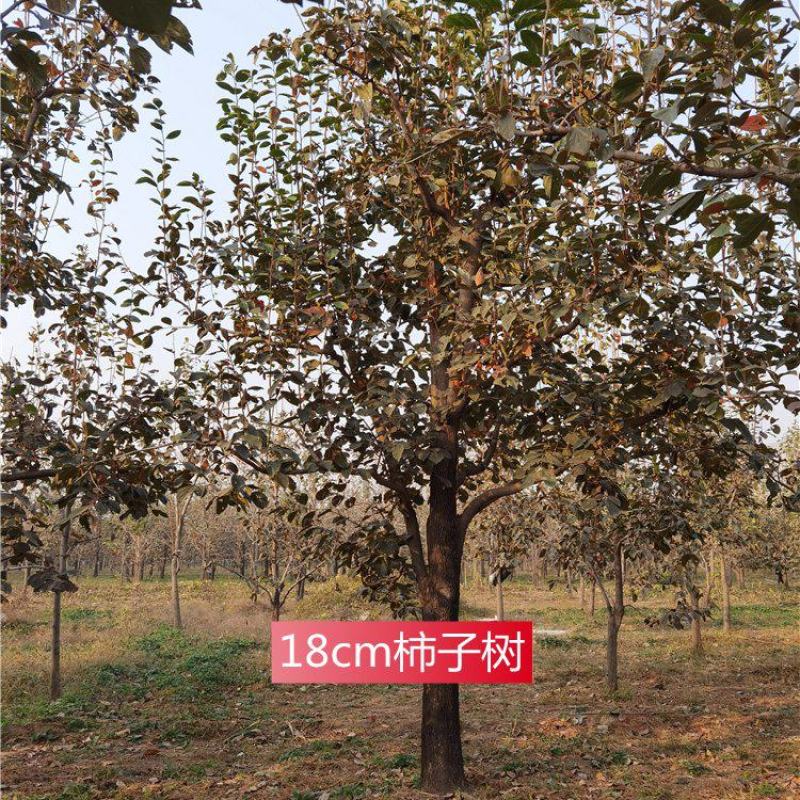 河北柿子树18-20-22公分柿子树小区绿化