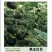 厂家直发新品种贝贝南瓜板栗南瓜银栗惠和种子包邮蔬菜种子
