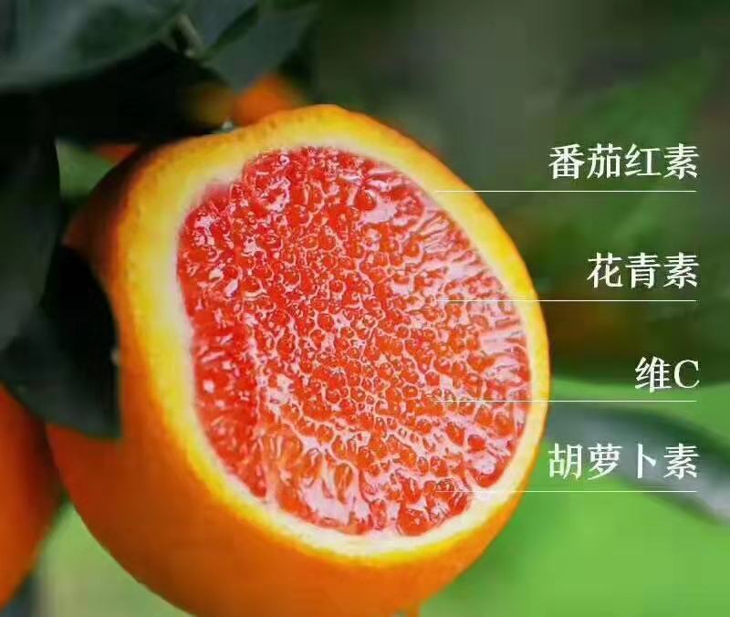 中华红血橙长虹纽荷尔甜橙电商社团市场商超外贸出口