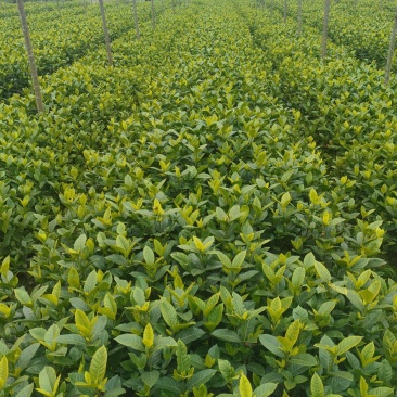 大叶栀子花