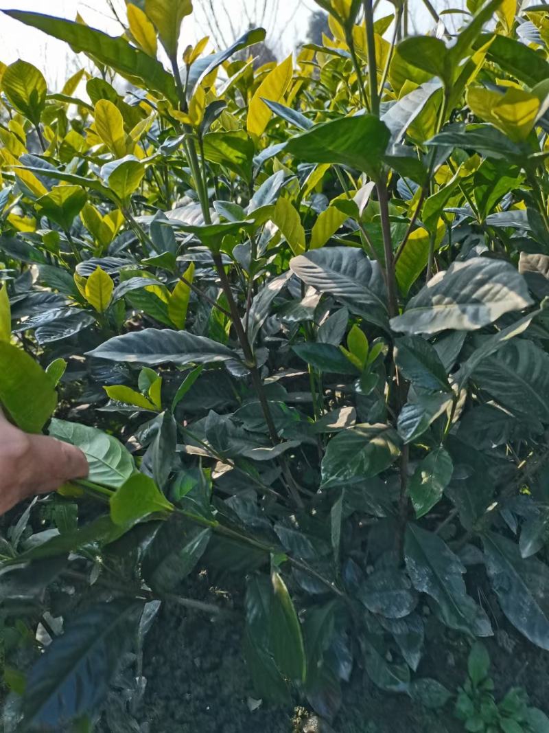 大叶栀子花