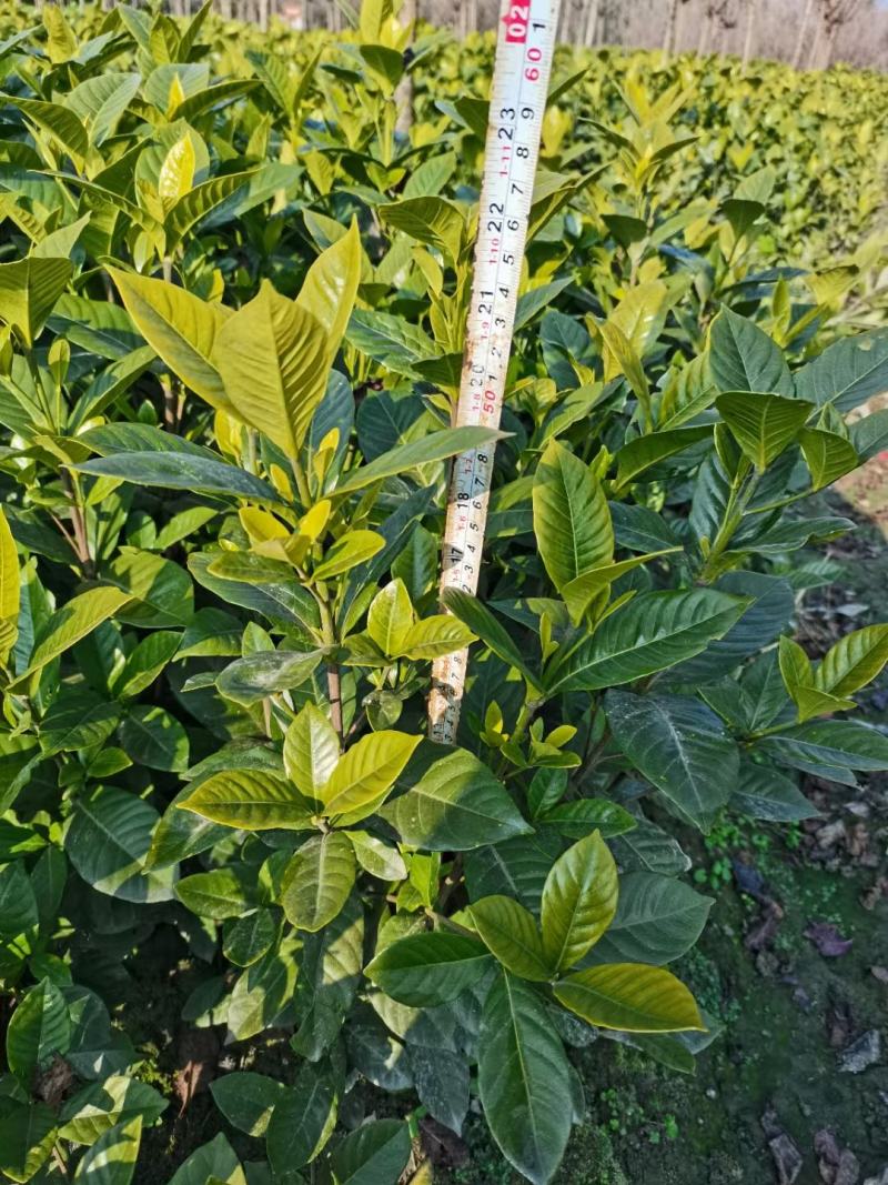 大叶栀子花