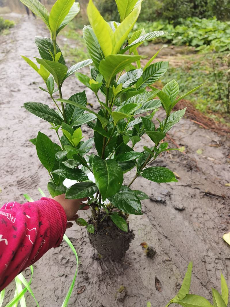 大叶栀子花