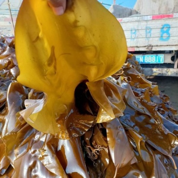海带，深海养殖鲜海带，承接商超社区，自产自销，质量保证