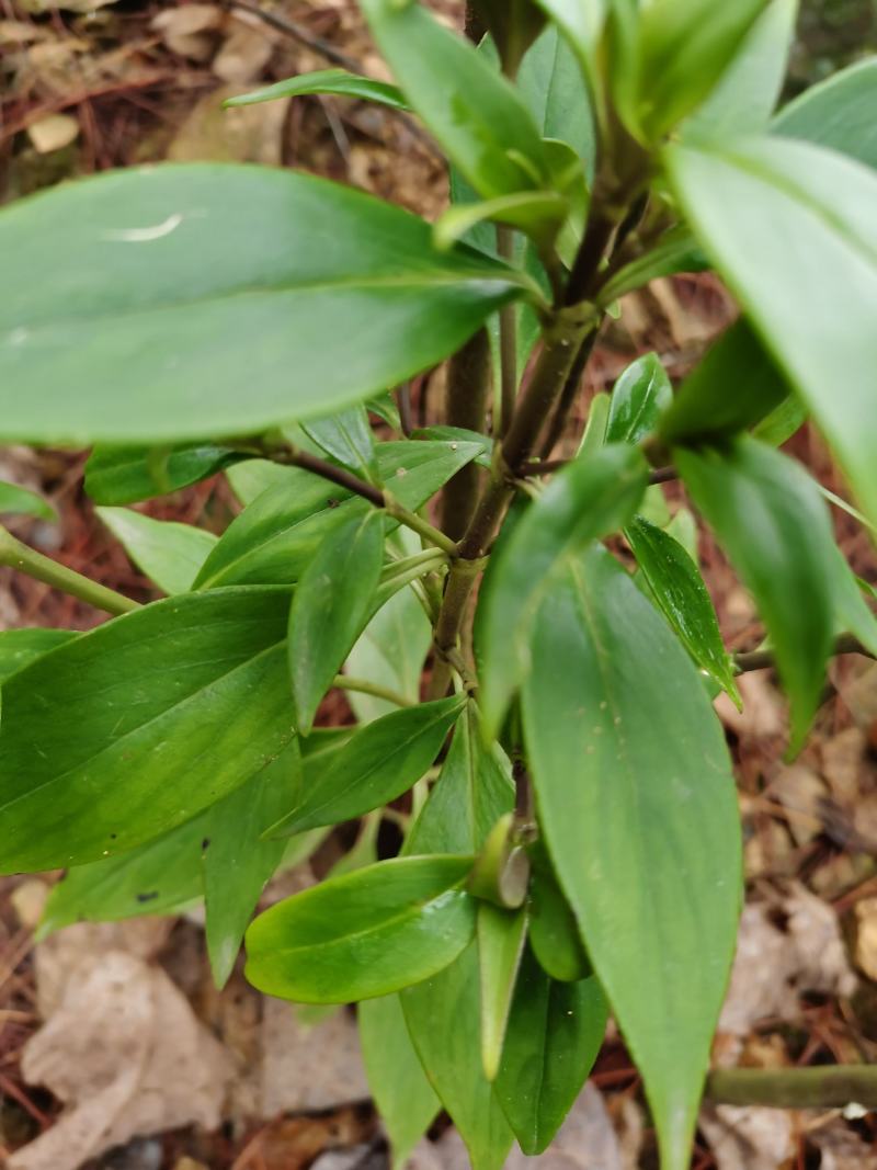 少年红剑叶耳草少年郎