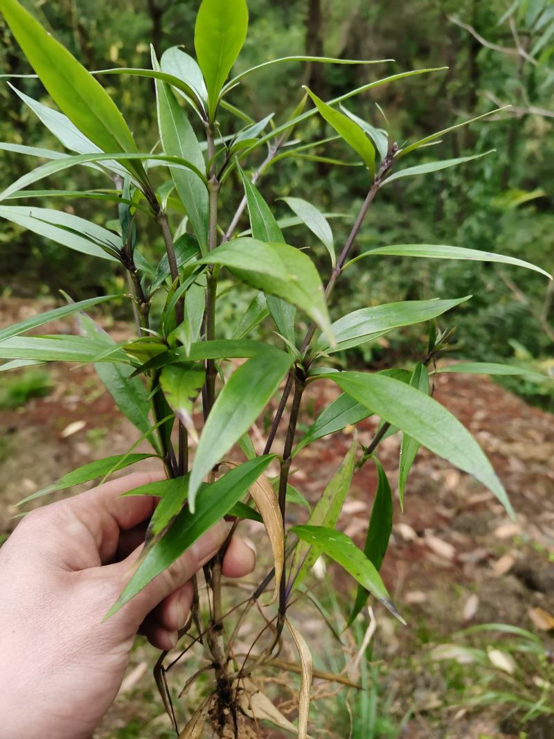 少年红剑叶耳草少年郎