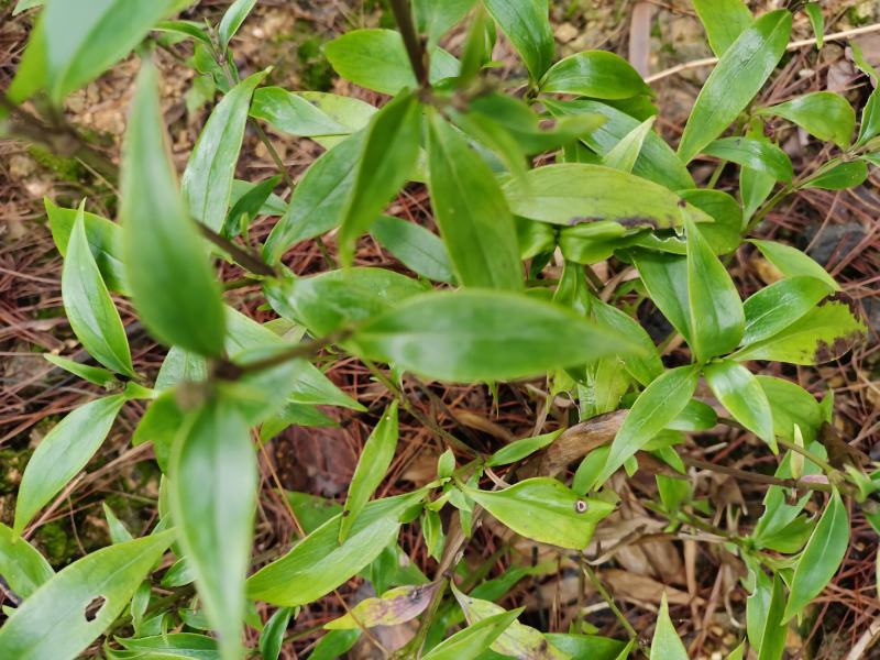 少年红剑叶耳草少年郎